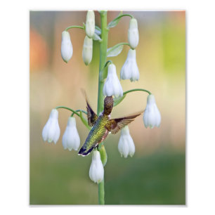 Impression Photo Colibri Et Hyacinthe D'Été