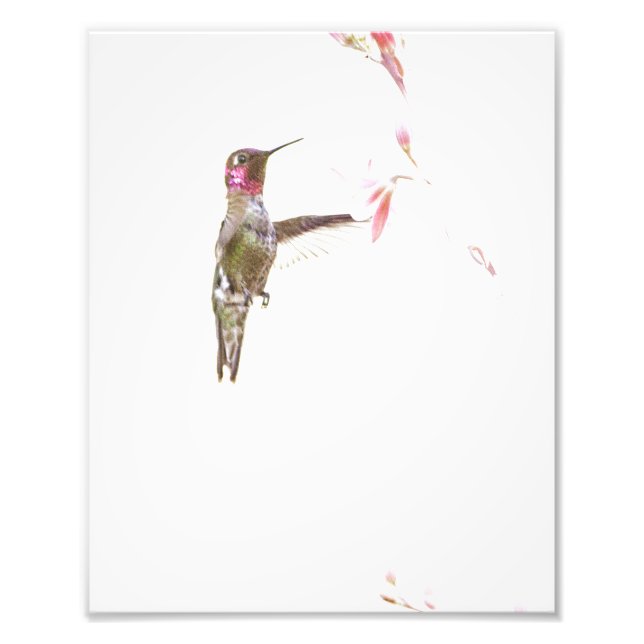 Impression Photo Colibri et simple Fleur (Devant)