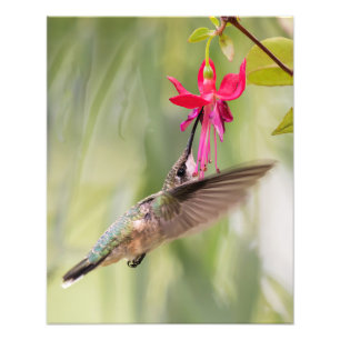 Impression Photo Colibri favori Fuchsia