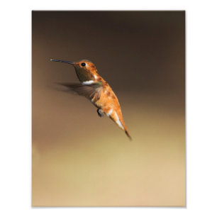 Impression Photo Colibri roux en vol