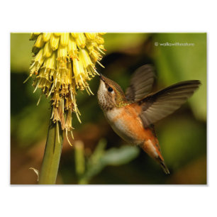 Impression Photo Colibri roux Sirotant Le Nectar Kniphofia