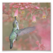 Colibri sirotant des fleurs