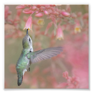Impression Photo Colibri sirotant des fleurs