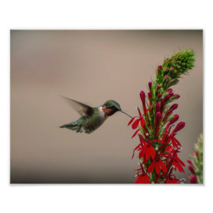 IMPRESSION PHOTO COLIBRI THROATED ROUGE