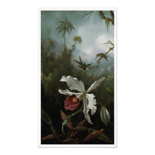 Impression Photo Colibris et orchidée blanche de Martin J. Heade (Devant)