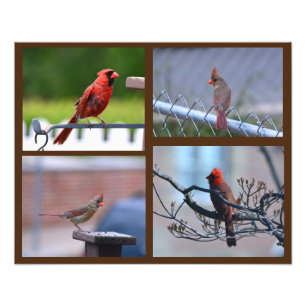 Impression Photo Collage de photos du cardinal