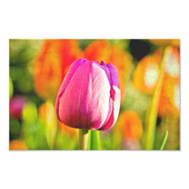 Impression Photo Collage de tulipes (Devant)