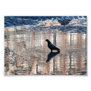 Impression Photo Colombe dans une flaque d'eau de la Place Plus