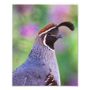 Impression Photo Colorful quail
