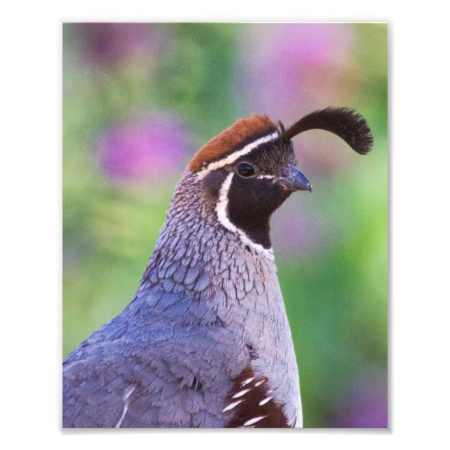 Impression Photo Colorful quail (Devant)