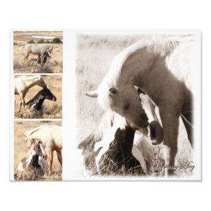 Impression Photo Colts seront Colts - Mustang Collage