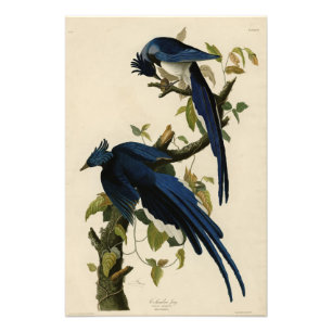 Impression Photo Columbia Jay de Audubon's Birds of America