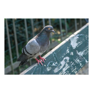 Impression Photo Common Pigeon Perched on a Wooden Bench in the Par