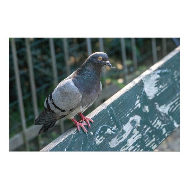 Impression Photo Common Pigeon Perched on a Wooden Bench in the Par (Devant)