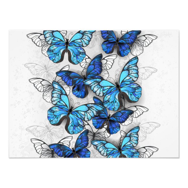 Impression Photo Composition de papillons blancs et bleus (Devant)