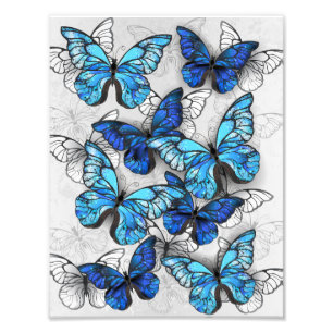 Impression Photo Composition de papillons blancs et bleus