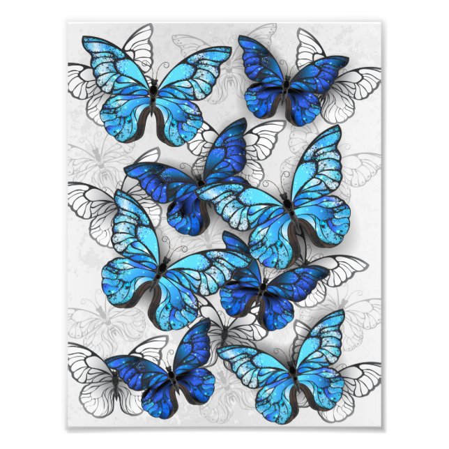Impression Photo Composition de papillons blancs et bleus (Devant)