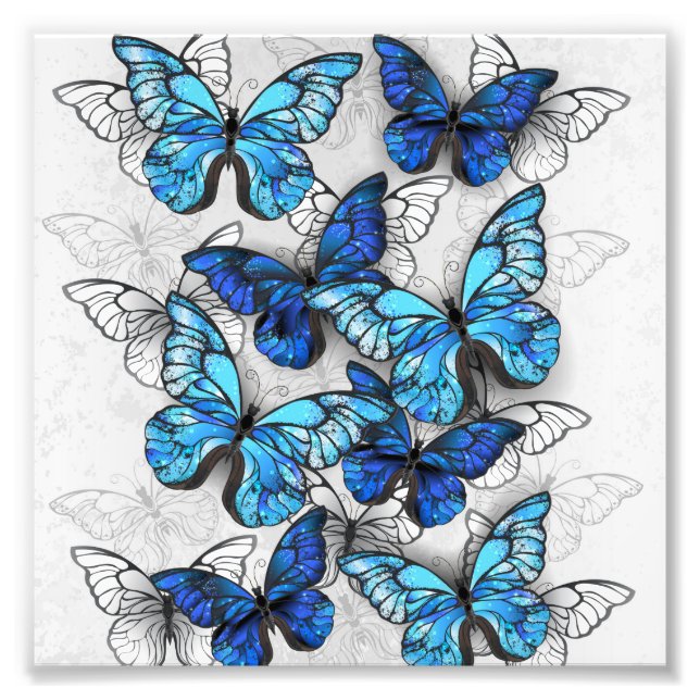 Impression Photo Composition des White and Blue Butterflies (Devant)