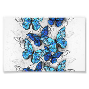 Impression Photo Composition des White and Blue Butterflies