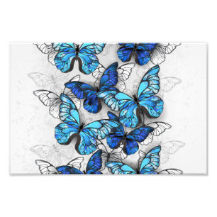 Impression Photo Composition des White and Blue Butterflies