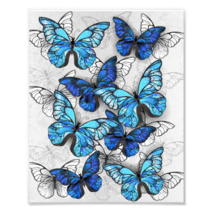 Impression Photo Composition des White and Blue Butterflies