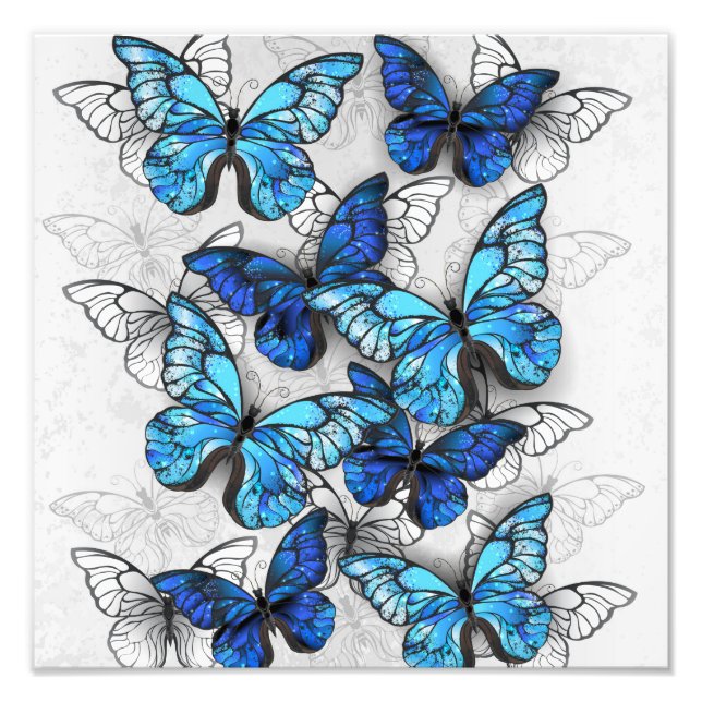 Impression Photo Composition des White and Blue Butterflies (Devant)