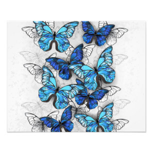 Impression Photo Composition des White and Blue Butterflies