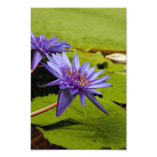 Impression Photo Conception botanique florale de nénuphar tropical