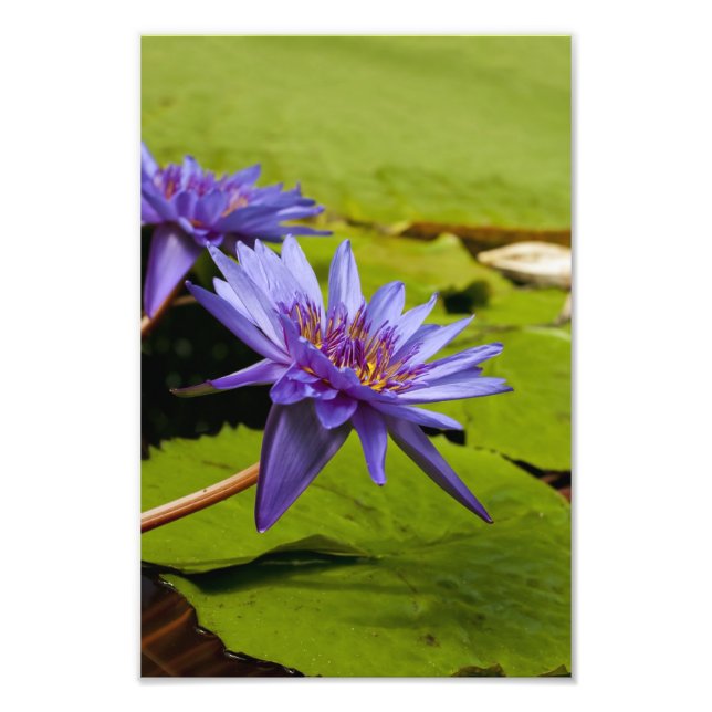 Impression Photo Conception botanique florale de nénuphar tropical (Devant)
