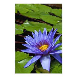 Impression Photo Conception botanique florale de nénuphar tropical