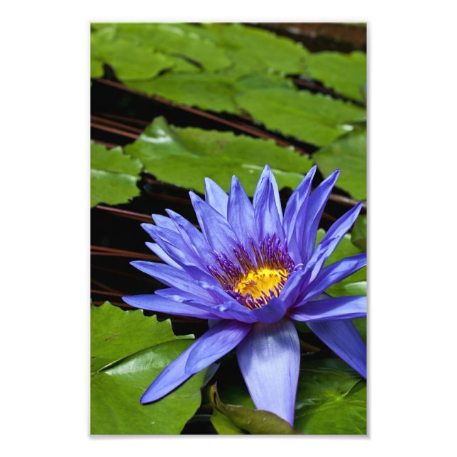 Impression Photo Conception botanique florale de nénuphar tropical (Devant)