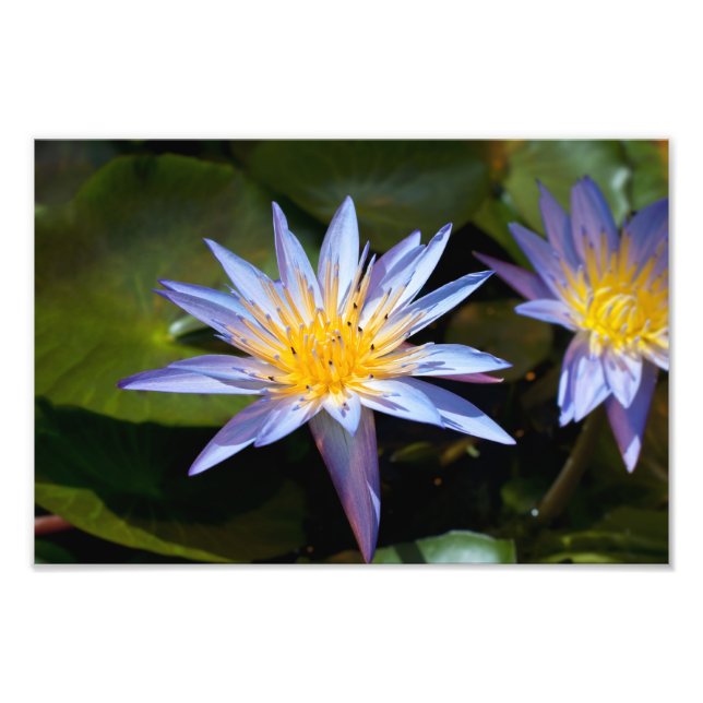 Impression Photo Conception botanique florale de nénuphar tropical (Devant)