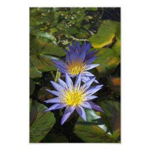 Impression Photo Conception botanique florale de nénuphar tropical