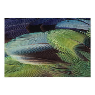 Impression Photo conception de motif de plume de perroquet