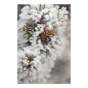 Impression Photo Cône de pin de Lodgepole en hiver dans Yellowston