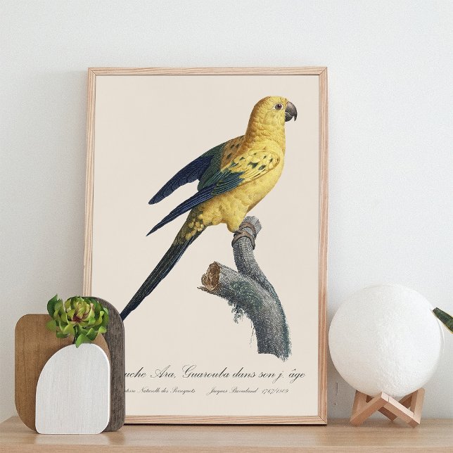 Impression Photo Conure soleil Aratinga solstitialis (Guarouba dans sons jeune age / Sun parakeet. Photo Print)