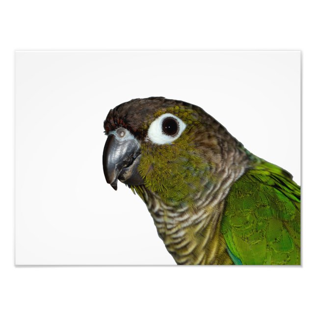 Impression Photo Conure verte à mâcher (Devant)