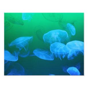 Impression Photo Cool Jellyfish Green Blue Gradient