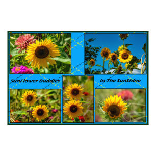 Impression Photo Copains Tournesol Dans La Lumière Du Soleil