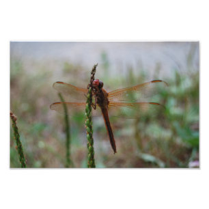 Impression Photo Copie cardinale de libellule de Meadowhawk