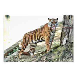 Impression Photo Copie de grondement de tigre