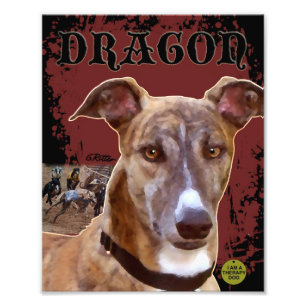 Impression Photo Copie de lévrier d'animal familier