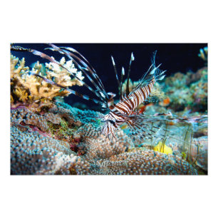 Impression Photo Copie de Lionfish