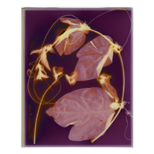 Impression Photo Copie de lumen de vigne