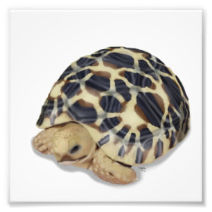 Impression Photo Copie de tortue d'étoile