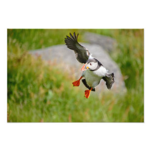 Impression Photo Copie de vol d'oiseau de macareux atlantique