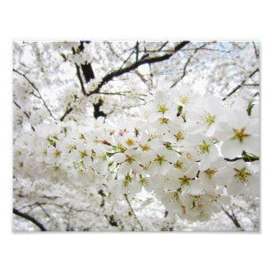 Impression Photo Copie des fleurs de cerisier 12