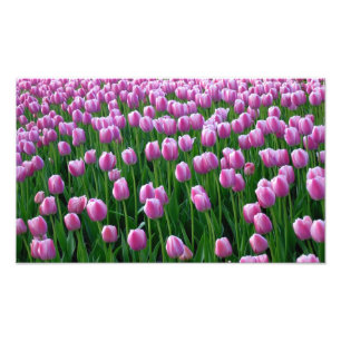 Impression Photo Copie des tulipes 14