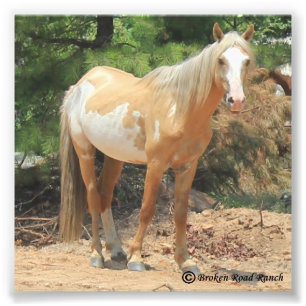 Impression Photo Copie espagnole sauvage de mustang