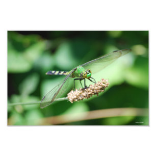 Impression Photo Copie orientale de libellule de Pondhawk